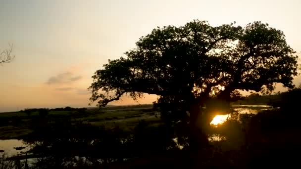 Movimiento Cámara Lenta Alrededor Árbol Salchichas Silueta Contra Sol Poniente — Vídeos de Stock