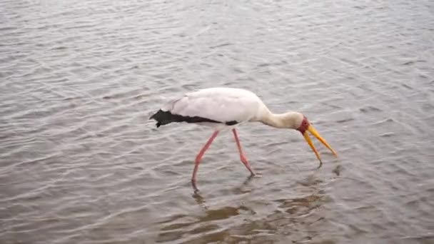 Gul Fakturerad Stork Går Och Jagar Mat Grunt Vatten — Stockvideo