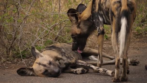 Perro Salvaje Africano Muerde Insectos Otro Perro Salvaje Acostado — Vídeo de stock