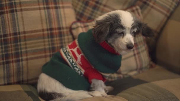 圣诞节的时候养的狗带着圣诞毛衣的狗狗在沙发上睡觉 — 图库视频影像