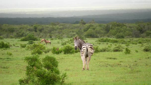 Zebra Vzdálený Červený Hartebeest Válcování Zelené Africké Savany — Stock video