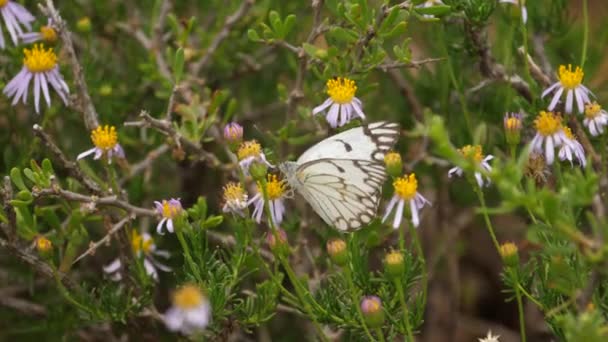 Brune Blodige Hvite Sommerfugler Blant Daisies Jakt Etter Nektar – stockvideo