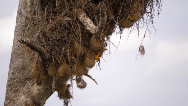 Uccelli Tessitori Maschi Volano Nei Loro Nidi Erba Tessuta Appesa — Video Stock