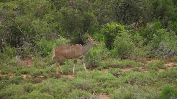 Pan Femmina Kudu Cammina Attraverso Paesaggio Dei Prati Acacia Africana — Video Stock