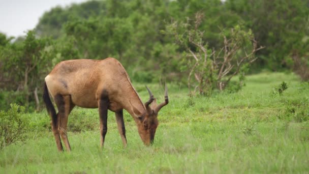 Profil Afrykańskiego Czerwonego Hartebeesta Jedzącego Zieloną Trawę Deszczu — Wideo stockowe