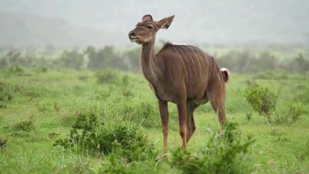 Female African Kudu Nursing Mom Urinates Savanna Pouring Rain — Stock Video