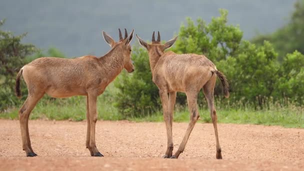 Two Juvenile Red Hartebeest Butt Heads Rainy African Dirt Road — Stockvideo