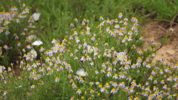 Sekelompok Brown Veined White Butterflies Berkibar Bidang Daisies — Stok Video