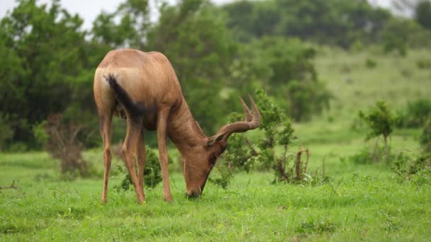 Mujer Red Hartebeest Come Hierba Verde Brillante Después Lluvia Africana — Vídeo de stock