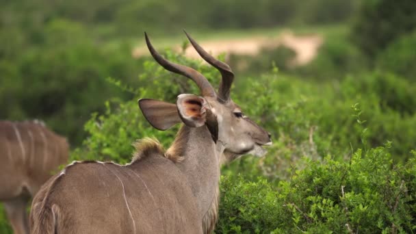 Zabawny Rudy Oxpecker Czyści Pasożyty Ucha Afrykańskiego Kudu — Wideo stockowe