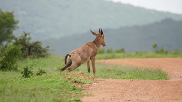 Joven Macho Red Hartebeest Orina Lado Carretera Africana Bajo Lluvia — Vídeo de stock