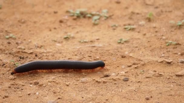 Urmărirea Aproape Caca Millipede Timp Plimbă Nisip African — Videoclip de stoc