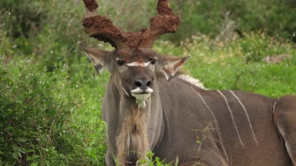 Cadre Complet Grand Kudu Mâle Avec Des Cors Spirale Boueux — Video
