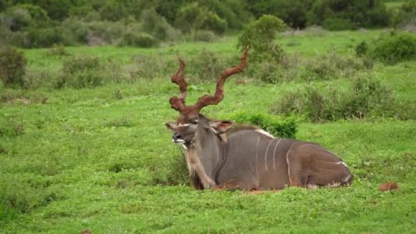 Tracking Shot Mannelijke Kudu Met Modderige Spiraalvormige Hoorns Ligt Groen — Stockvideo