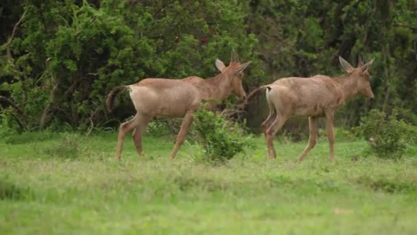 Juvenile Red Hartebeest Caminar Por Carretera Africana Lluvia Para Unirse — Vídeo de stock