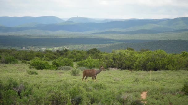 女性Kuduは蝶とサバンナの牧草地を平和的に歩く — ストック動画