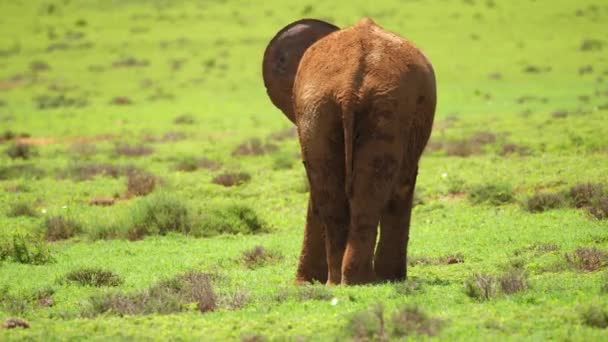 African Bush Elephant Butt View Vast Open Short Grass Savanna — стокове відео