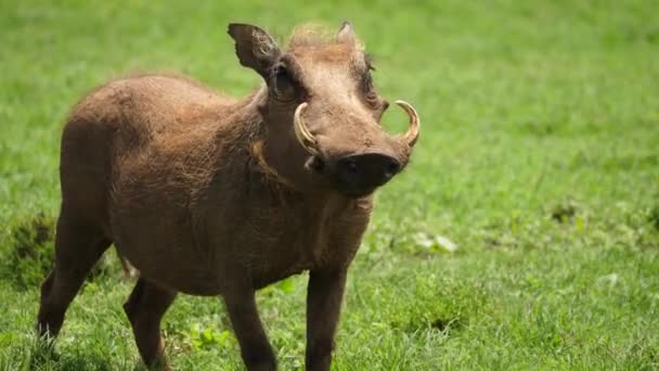 Africký Warthog Větrné Zelené Savana Tráva Žvýká Jídlo Zblízka — Stock video