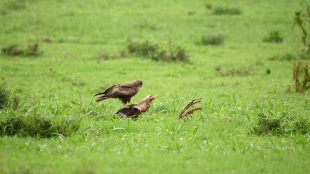 Picotazos Cometa Pico Amarillo Cráneo Hartebeest Rojo Sobre Sabana Africana — Vídeo de stock