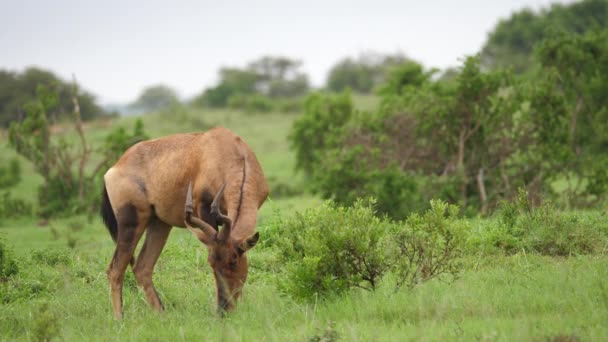 African Red Hartebeest Dręczony Przez Owady Podczas Jedzenia Trawy Sawannowej — Wideo stockowe