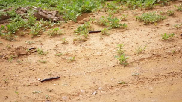 Patru Milipede Mari Împiedică Șoseaua Africană Nisipoasă Lovitură Medie — Videoclip de stoc