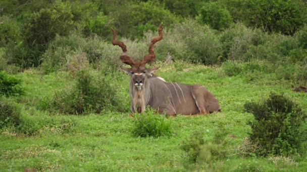 Grande Maschio Kudu Con Fango Corna Spirale Fissa Direttamente Nella — Video Stock