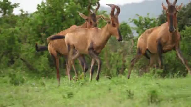 Pan Mojado Por Lluvia Red Hartebeest Corre Paisaje Sabana Africana — Vídeo de stock