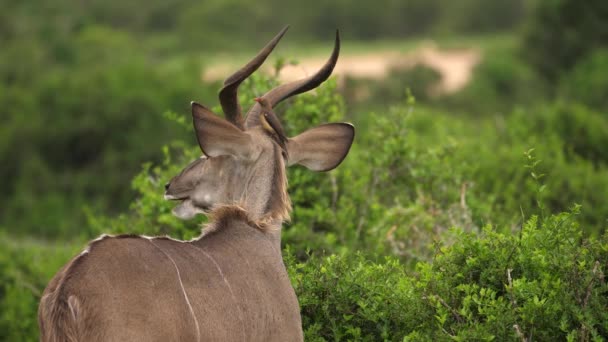 Symbiosis Red Billed Oxpecker Eats Parasites Ear African Kudu — Stock Video