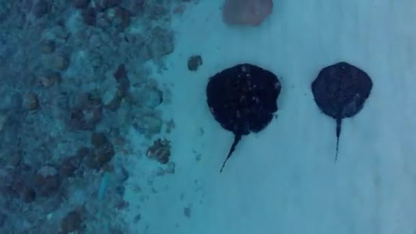 Birkaç Beyaz Siyah Manta Vatozu Köpekbalığı Kötü Dalışlar Körfezinin Yakınına — Stok video