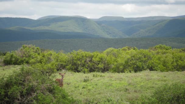 Kobieta Kudu Spaceruje Spokojnie Łące Toczącymi Się Zielonymi Wzgórzami — Wideo stockowe