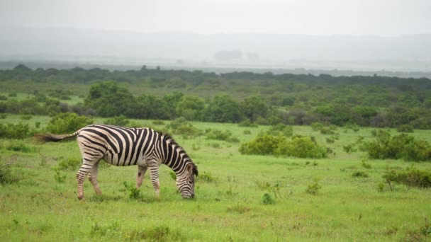 Zebra Mangia Erba Sulla Savana Africana Bagnata Veicoli Strada Lontananza — Video Stock