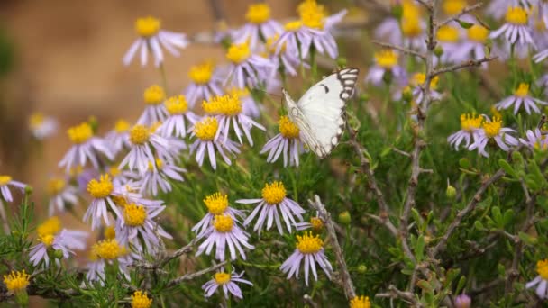 Brown Veined White Butterfly Terbang Antara Daisies Menyelidiki Untuk Nektar — Stok Video