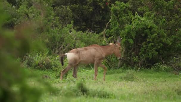 Junges Rotes Hartebeest Wandert Lebhaft Grüne Afrikanische Landschaft Regen — Stockvideo