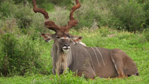 Grande Macho Kudu Com Chifres Espirais Enlameados Mastiga Cud Savana — Vídeo de Stock