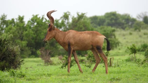 Hartebeest Rojo Perfil Mastica Hierba Verde Paisaje Africano Húmedo — Vídeo de stock