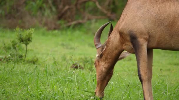 Macho Rojo Hartebeest Come Exuberante Hierba Verde Mojado Después Pesado — Vídeo de stock