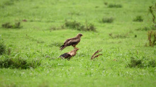 Gul Billed Kite Profil Red Hartebeest Skalle Våt Savanna — Stockvideo