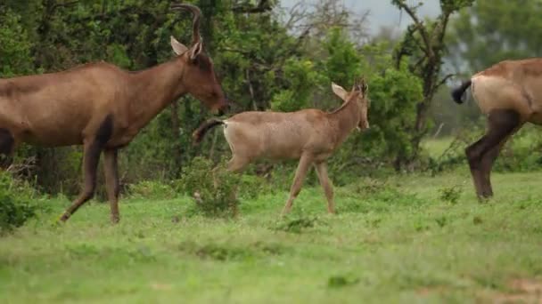 Natte Jonge Red Hartebeest Familie Loopt Naar Onverharde Weg Afrikaanse — Stockvideo