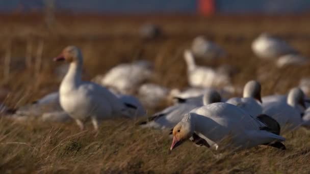 一只野生雪雁在整容 日落时一群鹅在后方吃草 — 图库视频影像