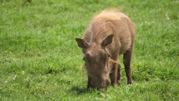 Harige Wrattenzwijn Snuift Naar Voedsel Winderig Grasgroen Afrikaanse Savanne — Stockvideo