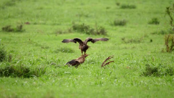 Nibbio Giallo Vola Dal Trespolo Sul Cranio Red Hartebeest Sulla — Video Stock