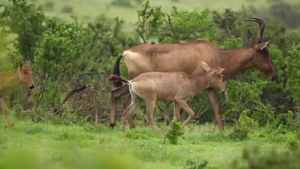 Giovane Famiglia Red Hartebeest Cammina Attraverso Savana Africana Verde Piovoso — Video Stock