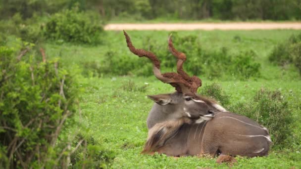 Majestueus Groot Mannetje Kudu Ontspant Afrikaanse Savanne Modderige Spiraalvormige Hoorns — Stockvideo