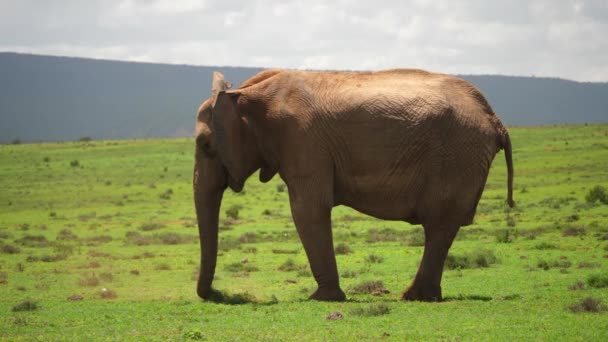 Perfil Esquerdo Elefante Reunindo Grama Para Comer Savana Verde Curta — Vídeo de Stock