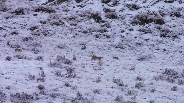 Wide Shot Mother Puma Her Cubs Roaming Slopes Snow Covered — Stock Video