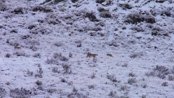 Bred Bild Mor Puma Och Hennes Ungar Ströva Runt Sluttningarna — Stockvideo