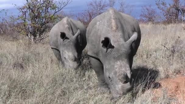 Bílý Nosorožec Africké Savanně Pár Divokých Zvířat Jíst Trávu Slunečný — Stock video