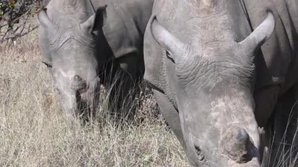 Close White Rhinoceros Couple Eating Grass African Savannah Wilderness Wild — Stock Video