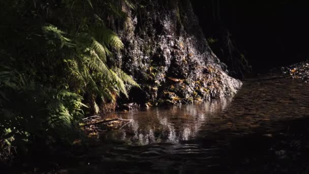 Anak Sungai Sungai Dan Beberapa Tetes Air Tawar Dan Transparan — Stok Video