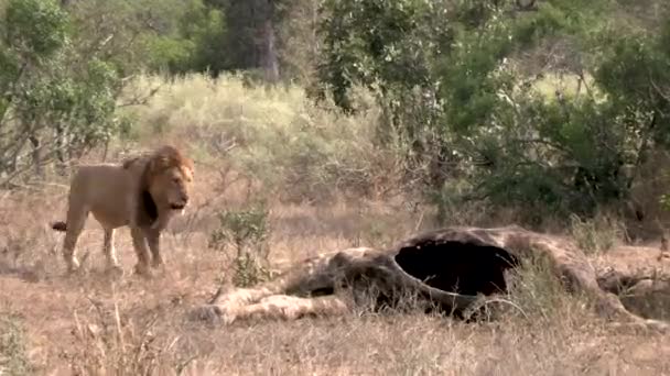 Медленный Зум Большого Самца Льва Приближающегося Мертвому Жирафу Накормить — стоковое видео